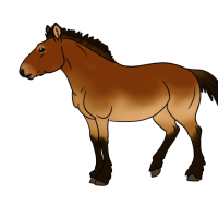 Thumbnail image for ANI-4812: Przewalski's Horse (F)