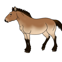 Thumbnail image for ANI-4813: Przewalski's Horse (F)