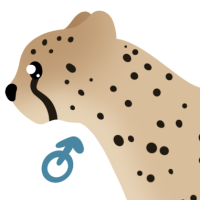 Thumbnail for ANI-4816: Cheetah (M)