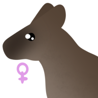 Thumbnail for ANI-4817: Red Necked Wallaby (F)