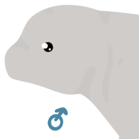 Thumbnail for ANI-4819: Beluga Whale (M)