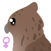 Thumbnail for ANI-4830: Philippine Eagle Owl (F)