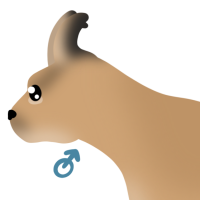 Thumbnail for ANI-4846: Caracal (M)