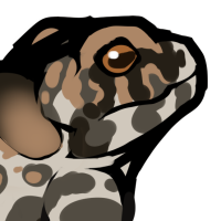 Thumbnail for ANI-4856: Wyoming Toad (M)