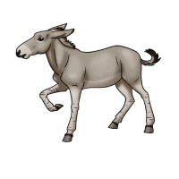 Thumbnail for ANI-4916: Cibolo (E. A. SOMALIENSIS)