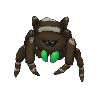 Thumbnail for ANI-4919: Daisy (Phidippus audax)