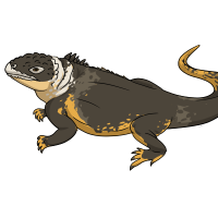 Thumbnail for ANI-4921: Luna (Conolophus subcristatus)