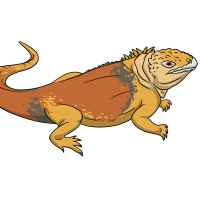 Thumbnail for ANI-4922: Sol (Conolophus subcristatus)