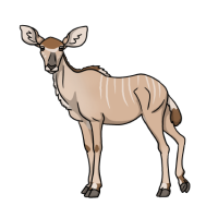 Thumbnail for ANI-4928: Greater Kudu (T. s. chora)