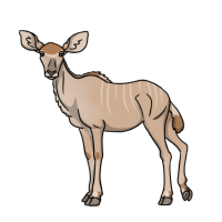 Thumbnail for ANI-4929: Greater Kudu (T. s. chora)