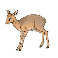 Thumbnail for ANI-4931: Kirk's Dik Dik (M. k. hindei)