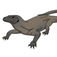 Thumbnail for ANI-4933: Komodo Dragon (M)