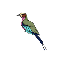 Thumbnail for ANI-4934: Lilac Breasted Roller (C. c. caudatus)