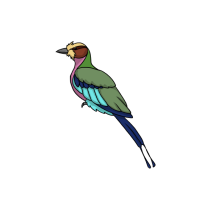 Thumbnail for ANI-4935: Lilac Breasted Roller (C. c. caudatus)