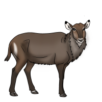 Thumbnail for ANI-4942: Waterbuck (Kobus ellipsiprymnus)