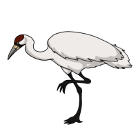 Thumbnail for ANI-4944: Whooping Crane (M)