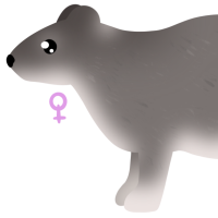 Thumbnail for ANI-4945: Yellow Spotted Rock Hyrax (F)