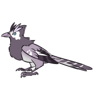 Thumbnail for ANI-4949: Banded Purple Jay (F)