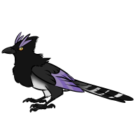 Thumbnail for ANI-4950: Banded Purple Jay (M)