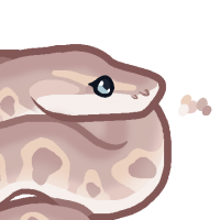 Thumbnail for ANI-4962: Leucistic Ball Python (F)