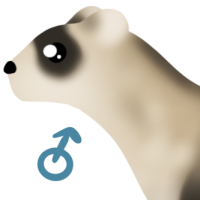 Thumbnail for ANI-4964: Black-footed Ferret (M)