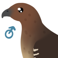 Thumbnail of ANI-4966: Red-Tailed Hawk (M)