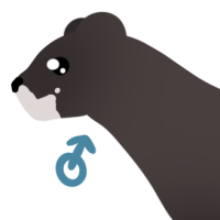 Thumbnail for ANI-4970: European Mink (M)