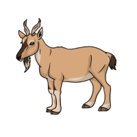 Thumbnail for ANI-4981: Markhor (C. f. heptneri)
