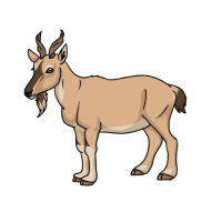 Thumbnail for ANI-4982: Markhor (C. f. heptneri)