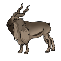 Thumbnail for ANI-4983: Markhor (C. f. heptneri)