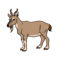 Thumbnail of ANI-4984: Markhor (F)