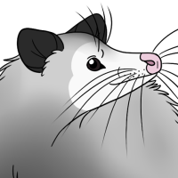 Thumbnail of ANI-5011: Virginia Opossum (M)