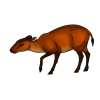 Thumbnail for ANI-5013: Red-flanked Duiker (F)