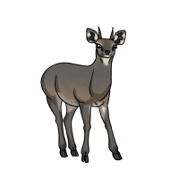 Thumbnail for ANI-5018: Pique (O. o. oreotragus)