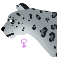 Thumbnail for ANI-5039: Snow Leopard (F)