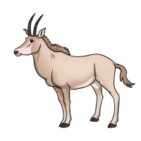 Thumbnail for ANI-5046: Sable Antelope (F)