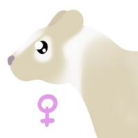 Thumbnail for ANI-5047: Leucistic Masked Palm Civet (F)