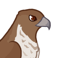 Thumbnail for ANI-5049: Red-Tailed Hawk (M)
