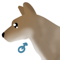 Thumbnail for ANI-5051: Coyote (M)