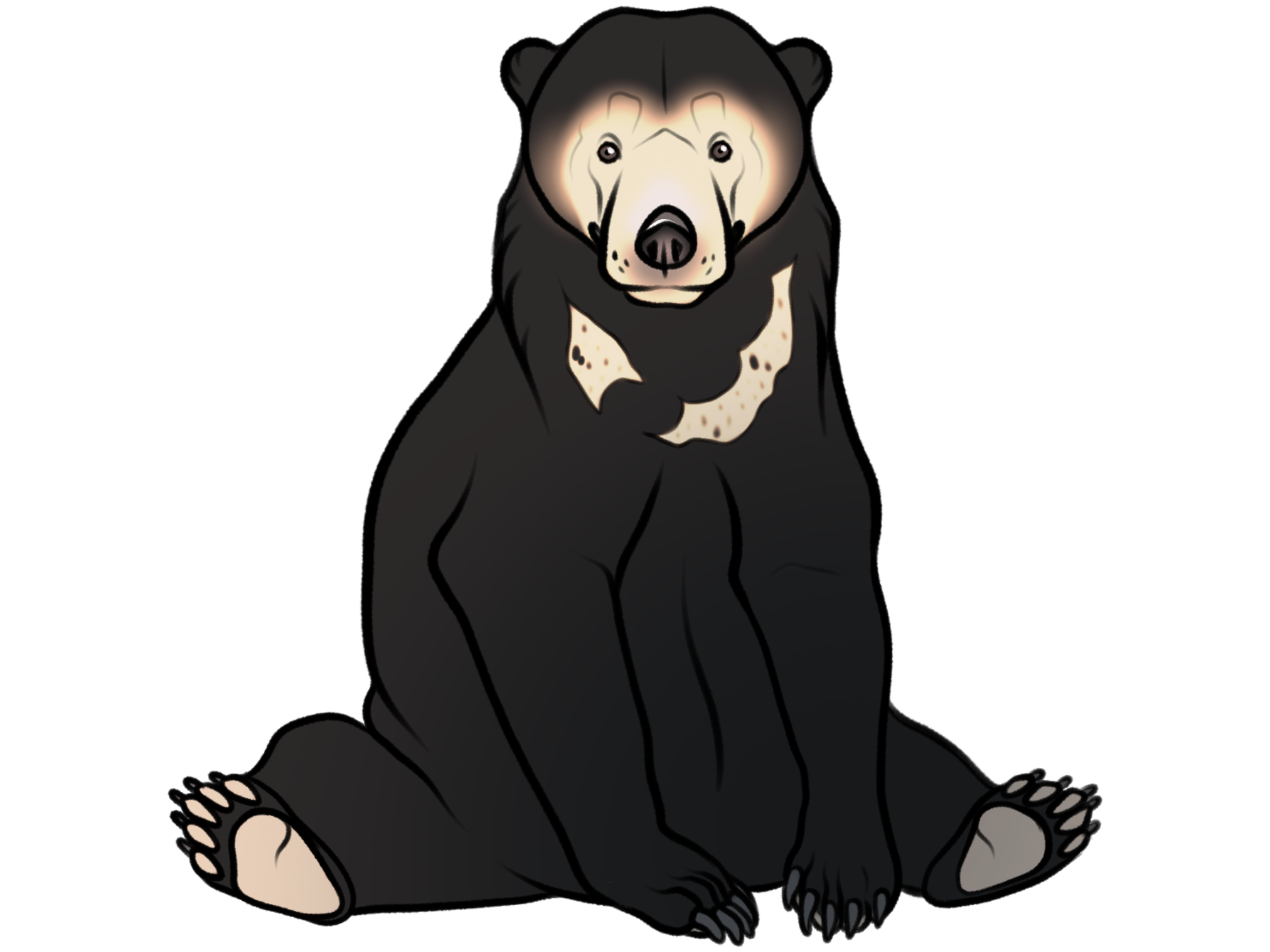 Thumbnail for ANI-5167: Sun Bear (F)