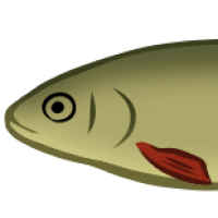 Thumbnail for ANI-5201: Racovitza's Rudd (F)