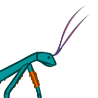 Thumbnail for ANI-5269: Malagasy Blue Walking Stick (M)