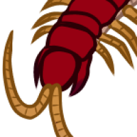 Thumbnail for ANI-5283: Eastern Red Centipede (F)