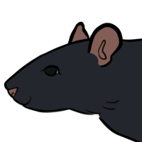Thumbnail for ANI-5308: Fancy Rat (M)