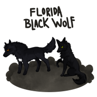 Thumbnail image for ANI-433: Orlando - Florida Black Wolf [M]