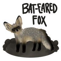 Thumbnail for ANI-480: Ellie - Bat-Eared Fox (F)