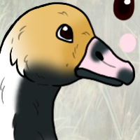 Thumbnail for ANI-495: Emperor Goose (F)