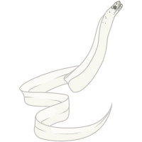 Thumbnail for ANI-599: Ribbon Eel (M)