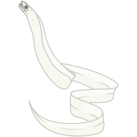 Thumbnail for ANI-600: Ribbon Eel (F)