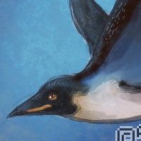 Thumbnail for ANI-610: Emperor Penguin (M)